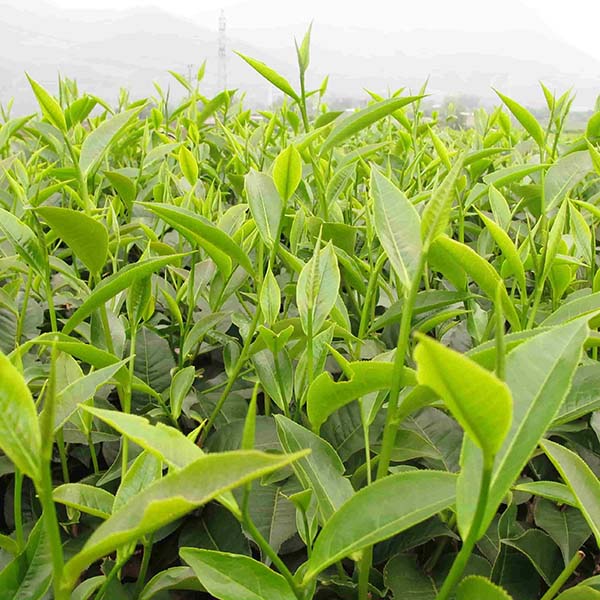 Tea planting, care, harvesting />
                                                 		<script>
                                                            var modal = document.getElementById(