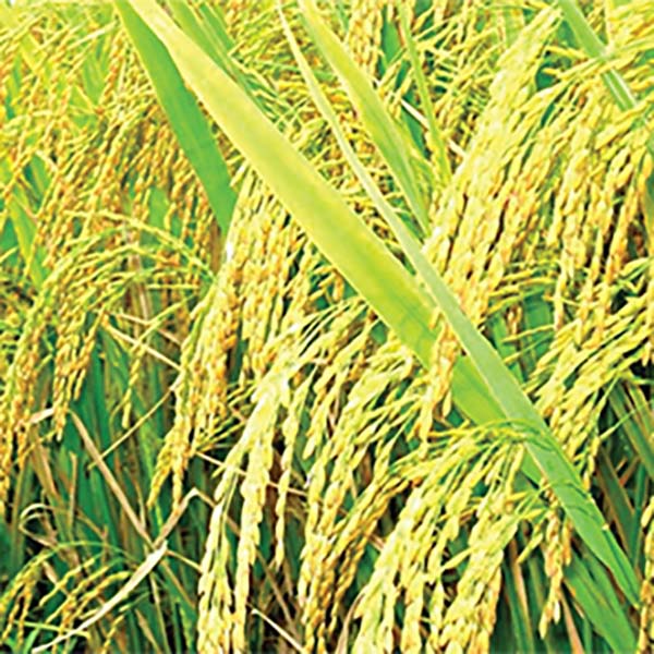 Rice paddy planting, care, harvesting