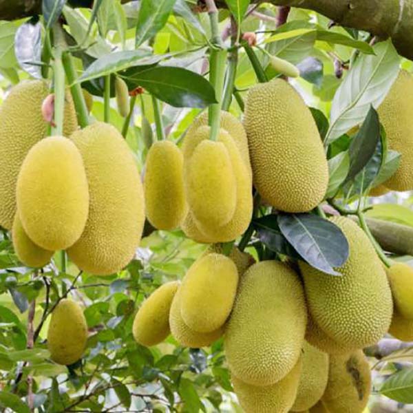 Jackfruit planting, care, harvesting
