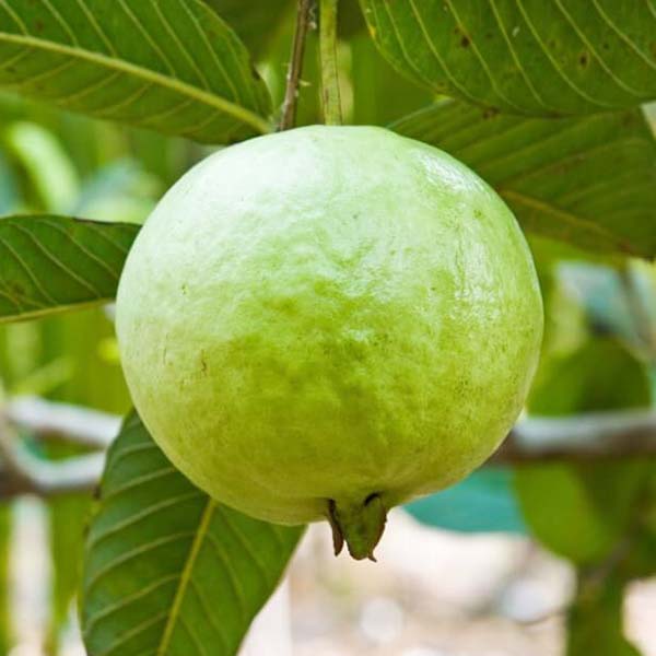 Guava planting, care, harvesting	